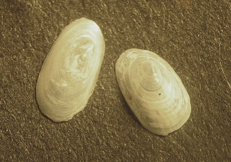 Acroloxus lacustris  ( Linnaeus , 1758 )